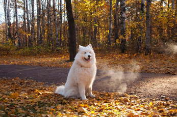 Картинка животные собаки dogs nature parks atumn
