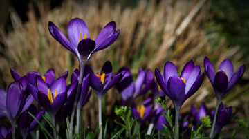 Картинка цветы крокусы
