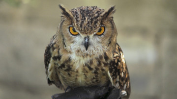 обоя животные, совы, сова, птица, клюв, взгляд, перья