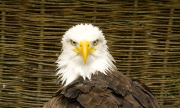 Картинка животные птицы+-+хищники птица клюв орёл перья хищник