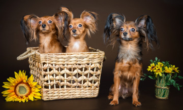 Картинка животные собаки чихуахуа