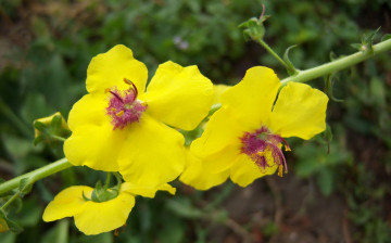 Картинка цветы луговые+ полевые +цветы жёлтые веточка