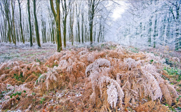 Картинка природа лес деревья иней