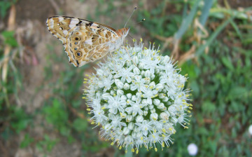 Картинка животные бабочки бабочка цветущий лук