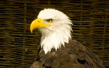 обоя животные, птицы - хищники, профиль, орёл, птица, хишник, клюв