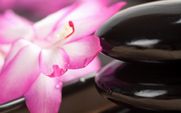 Картинка разное ракушки +кораллы +декоративные+и+spa-камни цветок камни