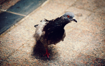 Картинка животные голуби плитка