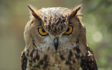 Картинка животные совы взгляд глаза сова птица перья