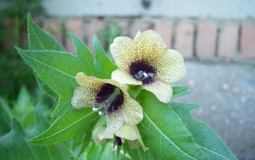 Картинка цветы кирпич полевые стена