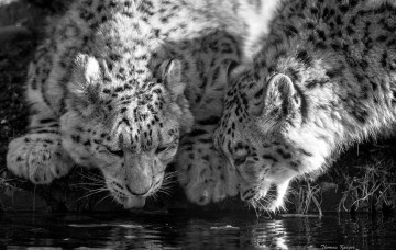 Картинка животные снежный+барс+ ирбис водопой