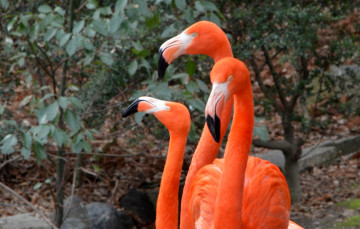 Картинка животные фламинго три