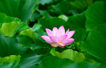 Картинка цветы лотосы лотос листья