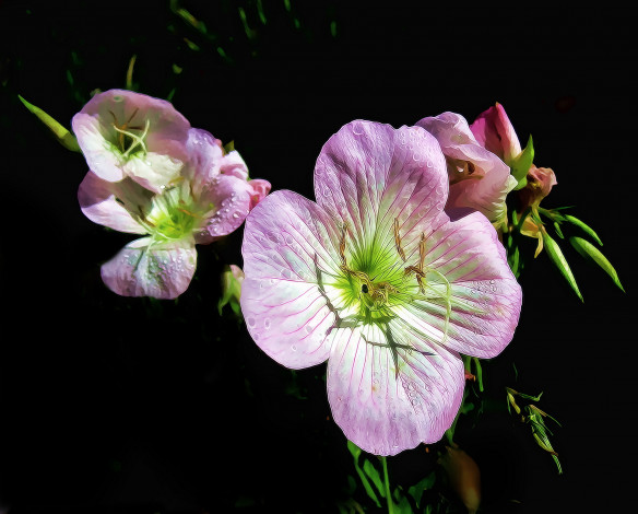 Обои картинки фото разное, компьютерный дизайн, цветы