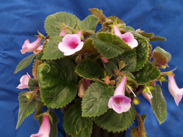 Обои картинки фото цветы, глоксиния , синнингия, глоксиния