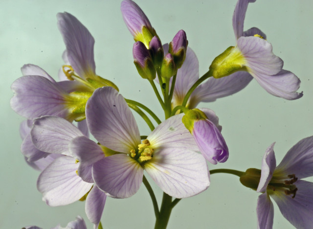 Обои картинки фото цветы, луговые , полевые,  цветы, сиреневые, бутоны, красивые, лепестки