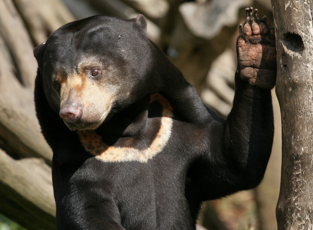 Обои картинки фото животные, медведи, дапа, медведь, морда, зверь