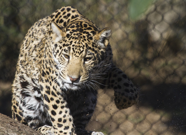 Обои картинки фото животные, Ягуары, кошка, подросток, морда, лапа