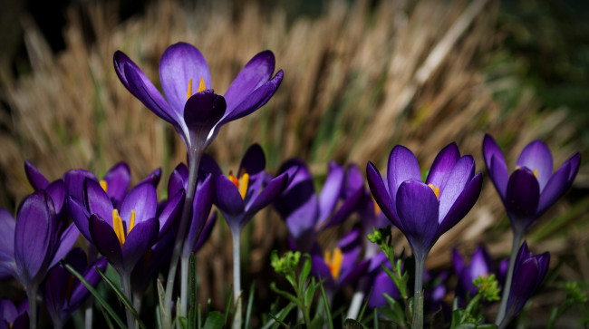 Обои картинки фото цветы, крокусы
