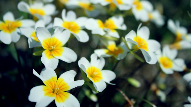 Обои картинки фото цветы, примулы, жёлтые, много
