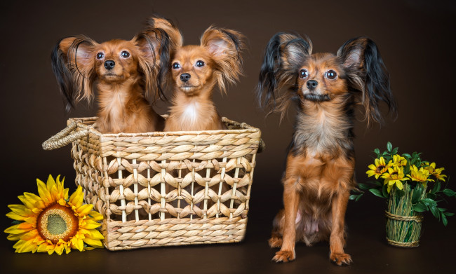 Обои картинки фото животные, собаки, чихуахуа