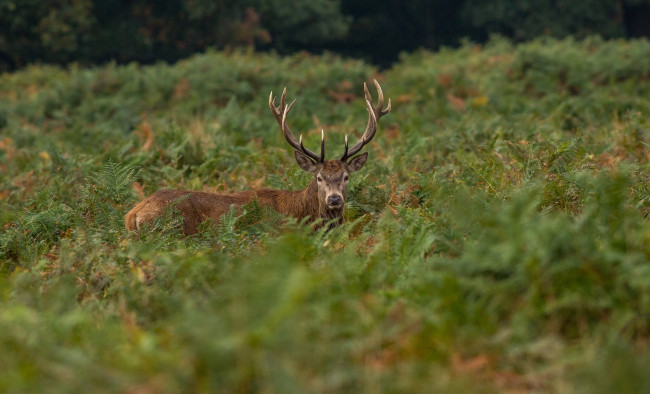 Обои картинки фото животные, олени, заросли, рога, морда