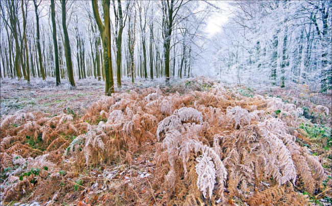 Обои картинки фото природа, лес, деревья, иней