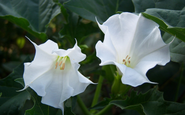 Обои картинки фото цветы, бругмансия , дурман,  трубы ангела, листья, два, белые, грамофончики