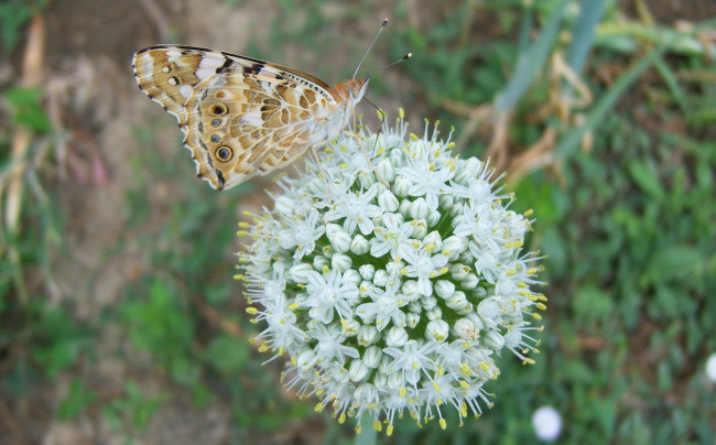 Обои картинки фото животные, бабочки, бабочка, цветущий, лук