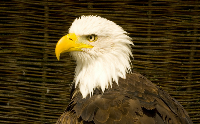 Обои картинки фото животные, птицы - хищники, профиль, орёл, птица, хишник, клюв