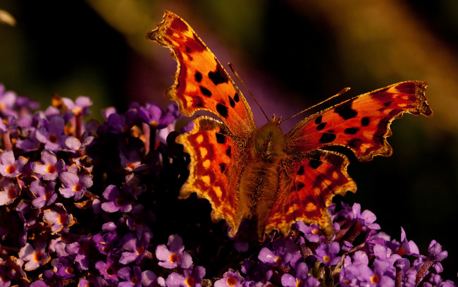 Обои картинки фото животные, бабочки, цветы, крылья