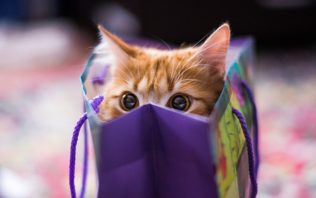 Обои картинки фото животные, коты, пакет, кот, рыжий, взгляд