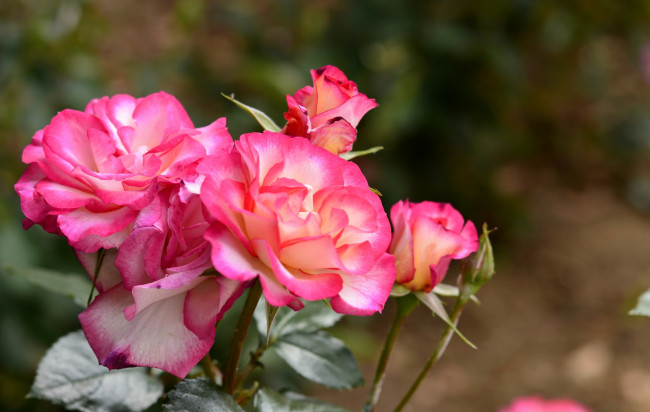 Обои картинки фото цветы, розы, роза, красная