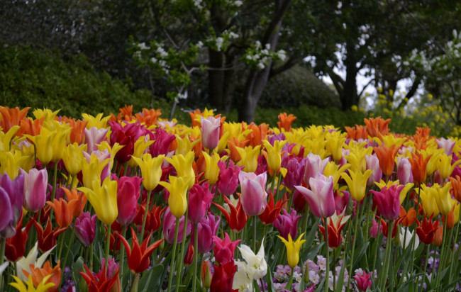 Обои картинки фото цветы, тюльпаны, красота