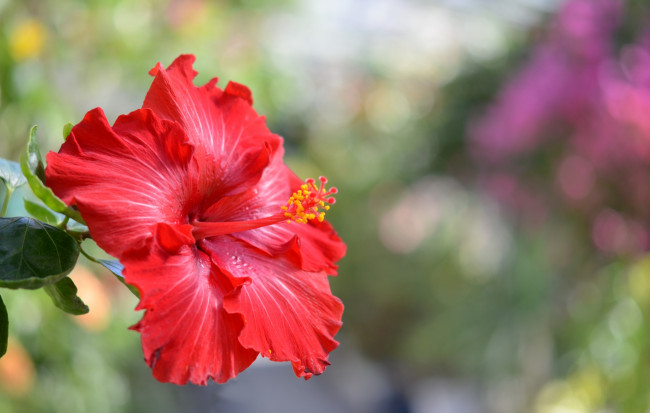 Обои картинки фото цветы, гибискусы, красный, гибискус