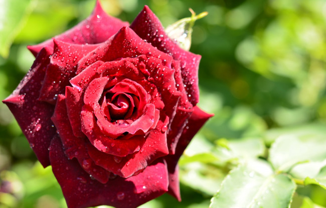 Обои картинки фото цветы, розы, красная, роза, капли