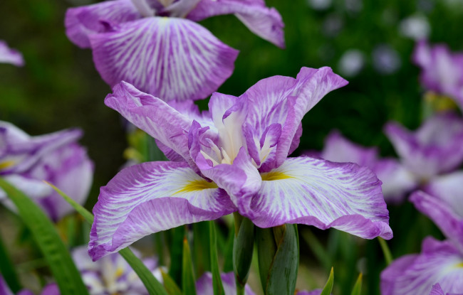 Обои картинки фото цветы, ирисы, ирис, фиолетовый
