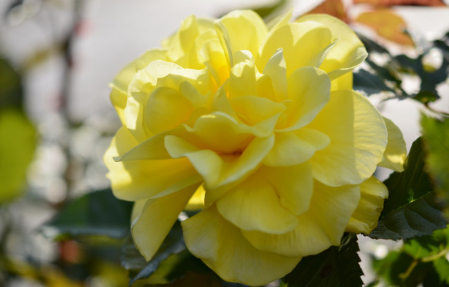 Обои картинки фото цветы, розы, роза, желтая