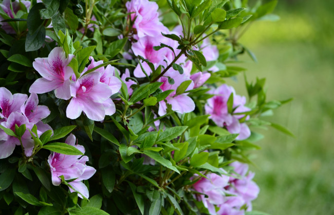 Обои картинки фото цветы, рододендроны , азалии, кустарник