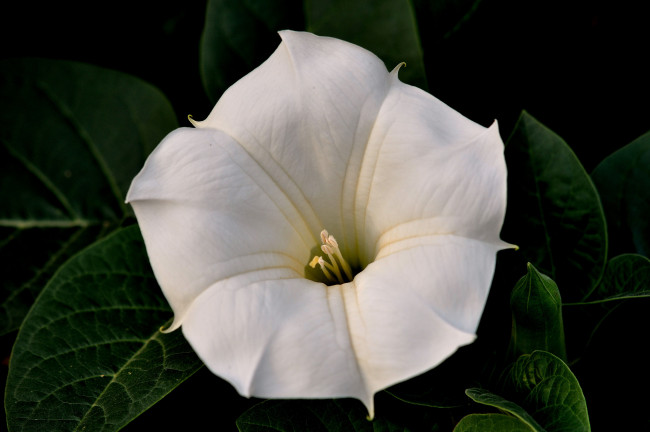 Обои картинки фото цветы, бругмансия , дурман,  трубы ангела