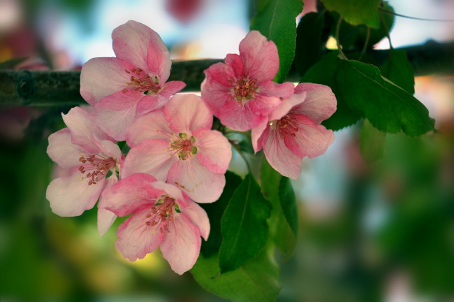 Обои картинки фото цветы, цветущие деревья ,  кустарники, листья, ветка, дерево