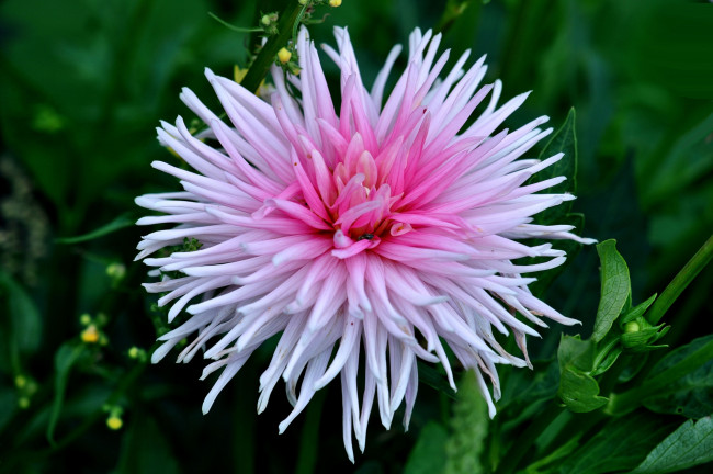 Обои картинки фото цветы, георгины, светлый, георгин