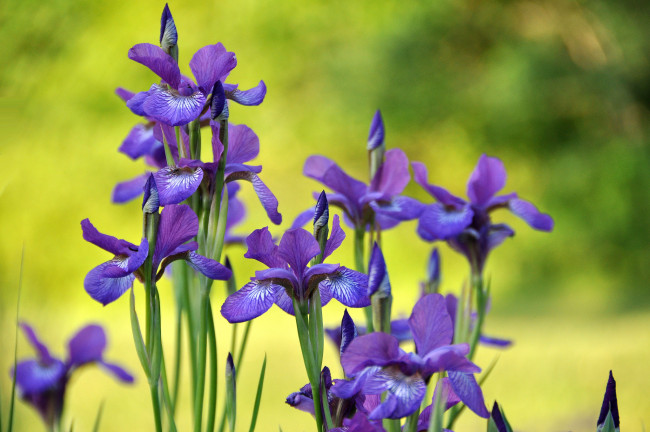 Обои картинки фото цветы, ирисы, касатики