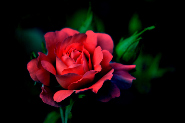 Обои картинки фото цветы, розы, красная, роза
