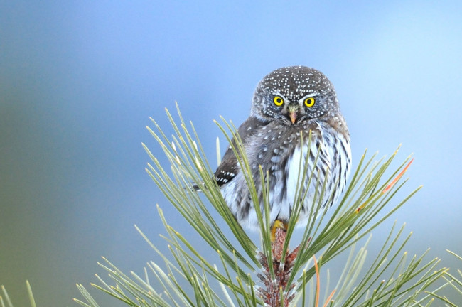 Обои картинки фото животные, совы, филин, сосна, птица