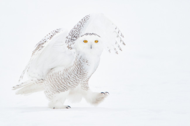 Обои картинки фото животные, совы, сова, снег, зима