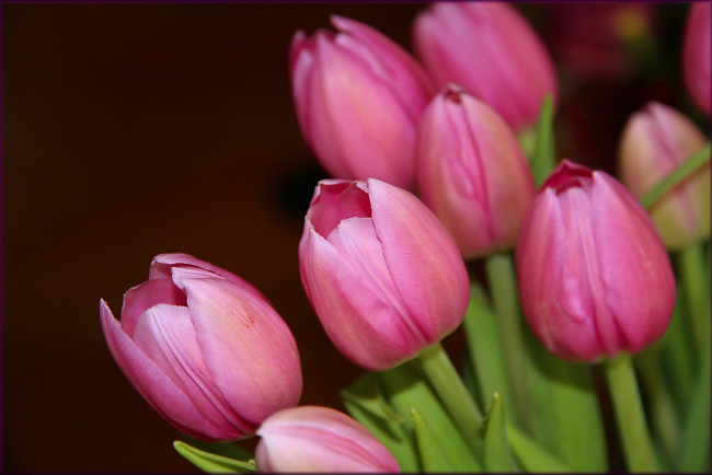 Обои картинки фото цветы, тюльпаны, розовые