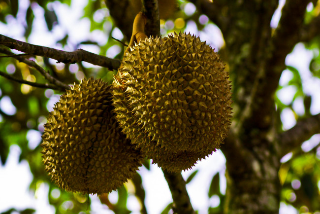 Обои картинки фото природа, плоды, ветка, дерево, дурианы