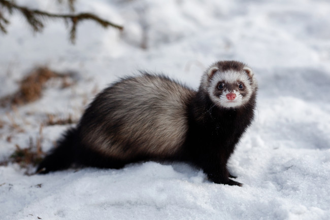 Обои картинки фото животные, хорьки,  куницы,  горностаи,  ласки,  соболи, зверек