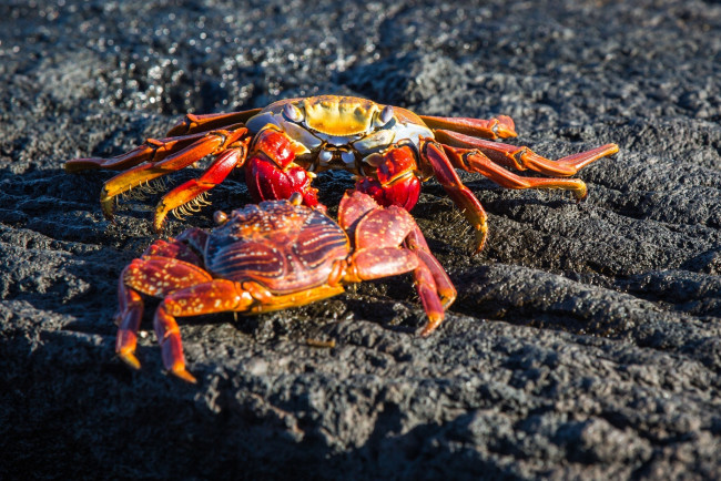 Обои картинки фото животные, крабы,  раки, пара, панцирь, клешни, камень