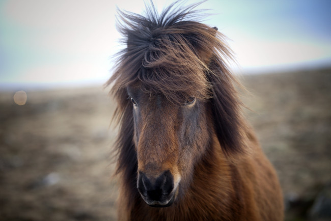 Обои картинки фото животные, лошади, пони, морда, портрет, челка, грива, прическа